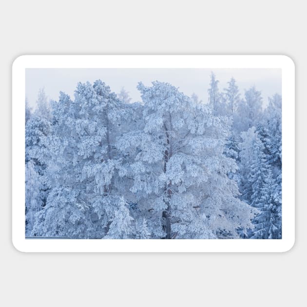 Trees covered in snow Sticker by Juhku